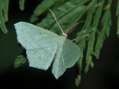 Traminda vividaria