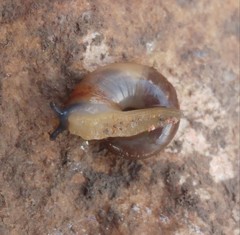 Eopolita protensa