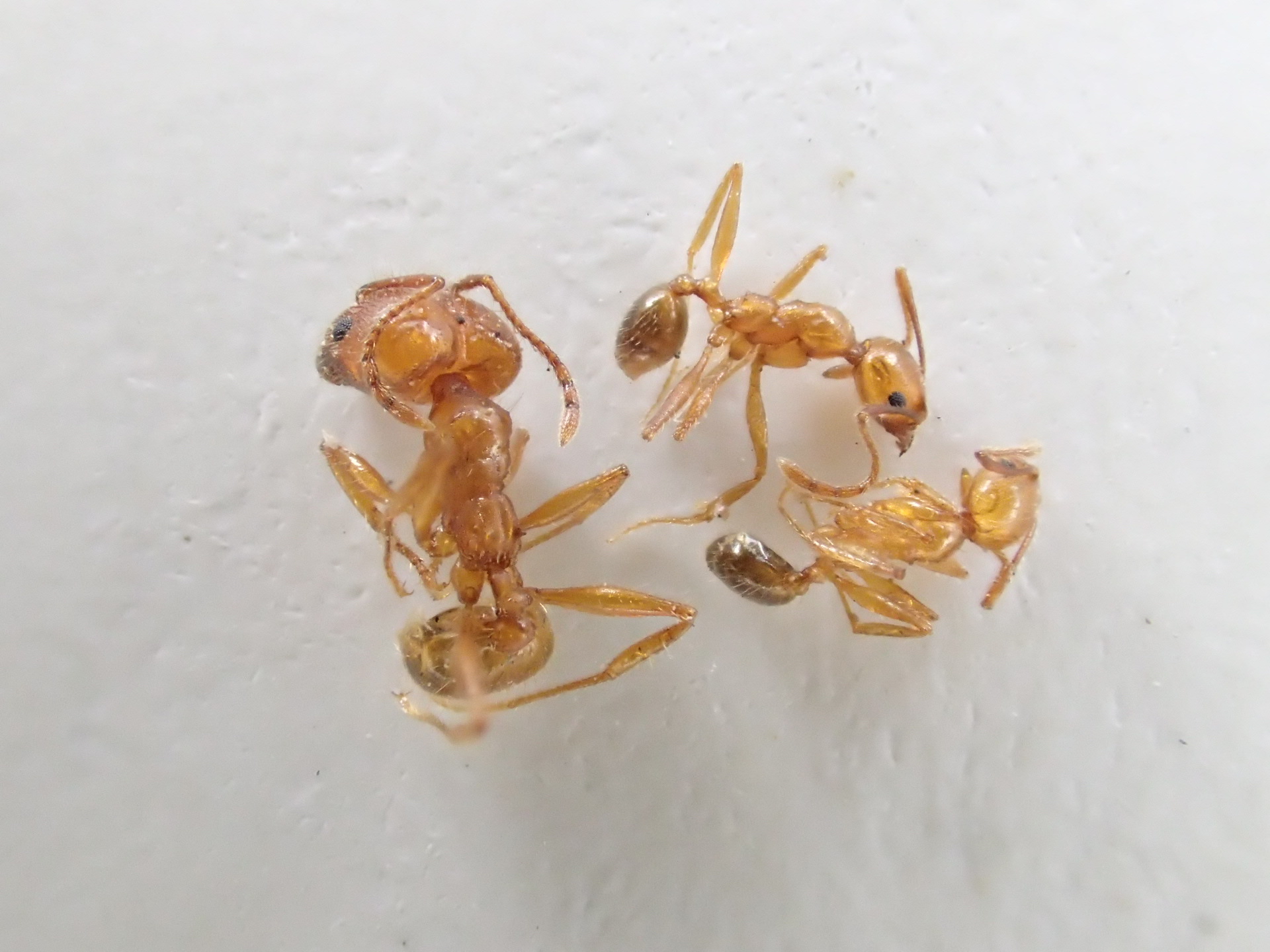 Pheidole hyatti