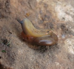 Eopolita protensa