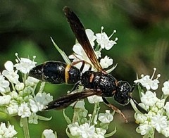 Parancistrocerus histrio