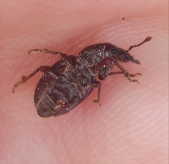 Psallidium
