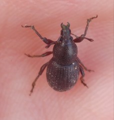 Psallidium