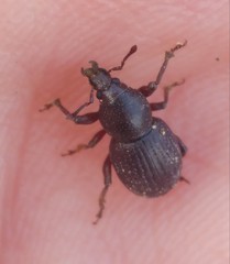 Psallidium