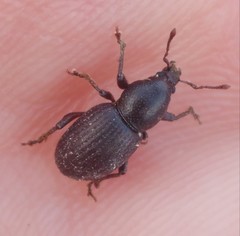 Psallidium