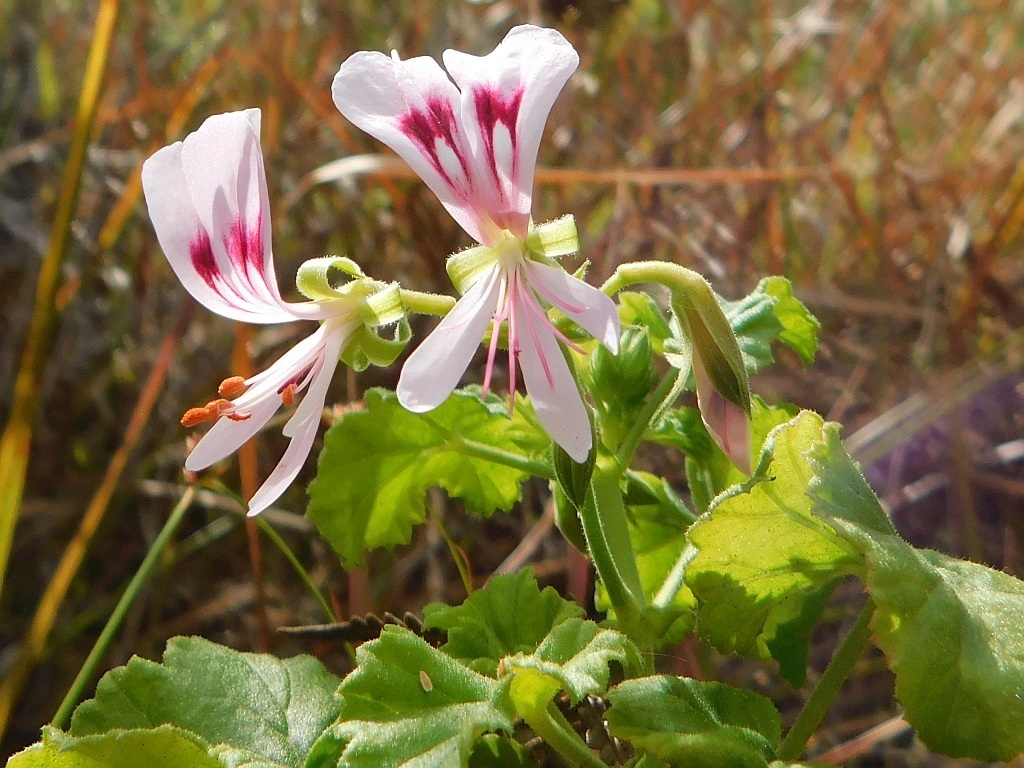 Greyton pelargonium