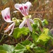 Greyton Pelargonium - Photo no rights reserved, uploaded by Klaus Wehrlin