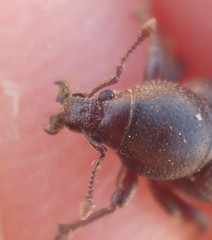 Psallidium