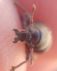 Psallidium
