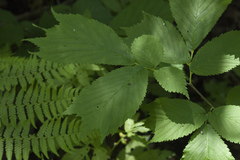 Ulmus laciniata