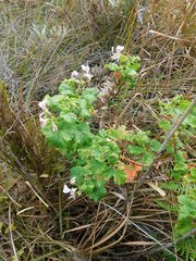 Pelargonium greytonense