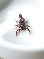 Bothriurus araguayae