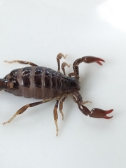 Bothriurus araguayae