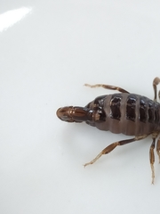 Bothriurus araguayae