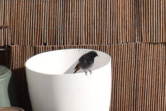 Phoenicurus ochruros