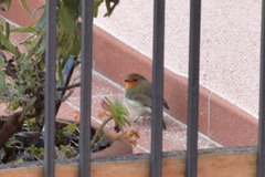 Erithacus rubecula