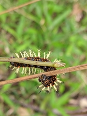 Kaniska canace