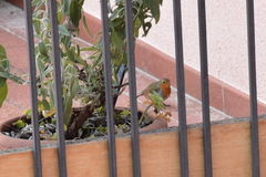 Erithacus rubecula