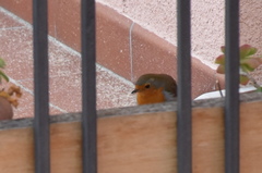 Erithacus rubecula