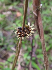 Kaniska canace