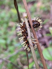 Kaniska canace