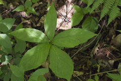 Arisaema amurense