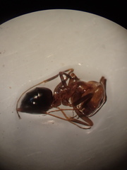 Dorymyrmex bicolor