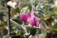 Podalyria variabilis