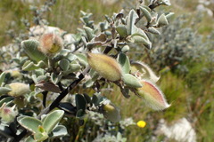 Podalyria variabilis
