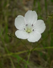 Linum tenuifolium
