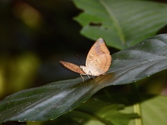 Tanaecia pelea