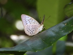 Tanaecia pelea