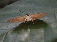 Tanaecia pelea