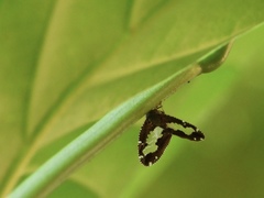 Ricanoptera fenestrata