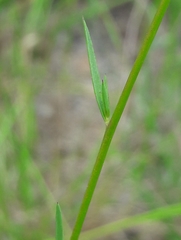 Linum tenuifolium