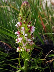 Disa obtusa hottentotica