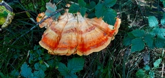 Laetiporus montanus