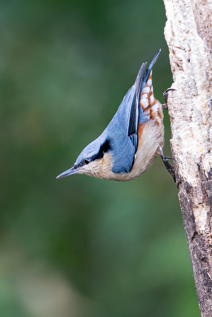 Chestnut-vented Nuthatch (Sitta nagaensis) photo