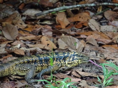 Tupinambis teguixin