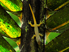 Phelsuma dubia
