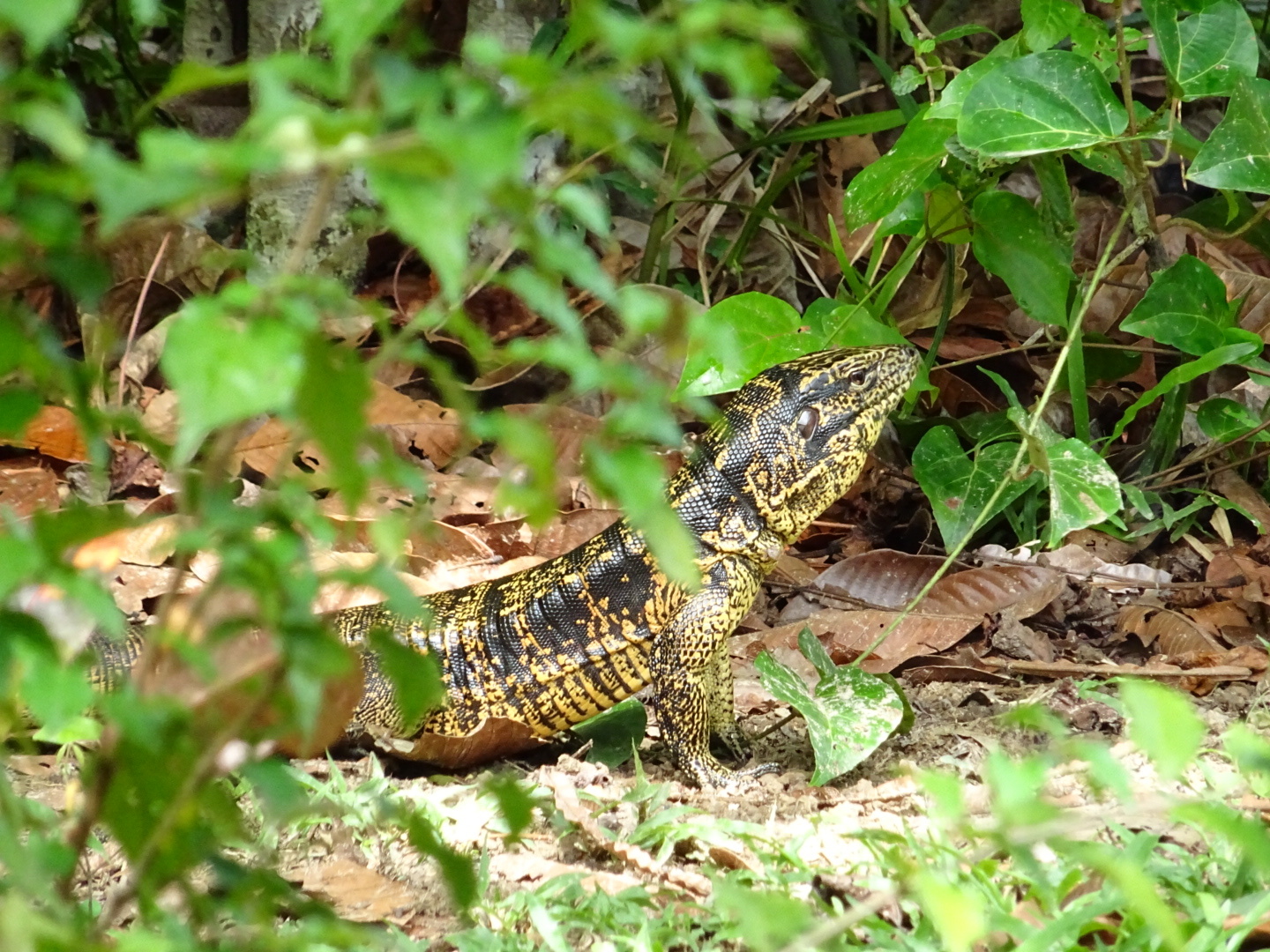 Gold Tegu (Tupinambis teguixin) · iNaturalist, image size:1440x1080
