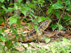 Tupinambis teguixin