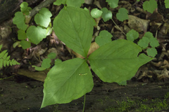 Arisaema amurense