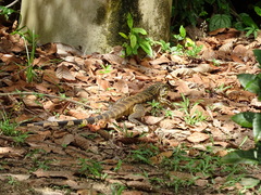 Tupinambis teguixin
