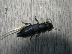Ocypus curtipennis