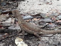 Uranoscodon superciliosus