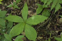 Arisaema amurense