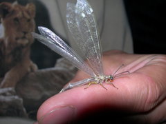 Distoleon tetragrammicus