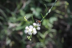 Augochloropsis tupacamaru