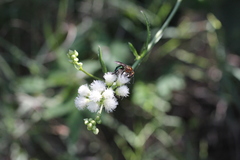 Augochloropsis tupacamaru
